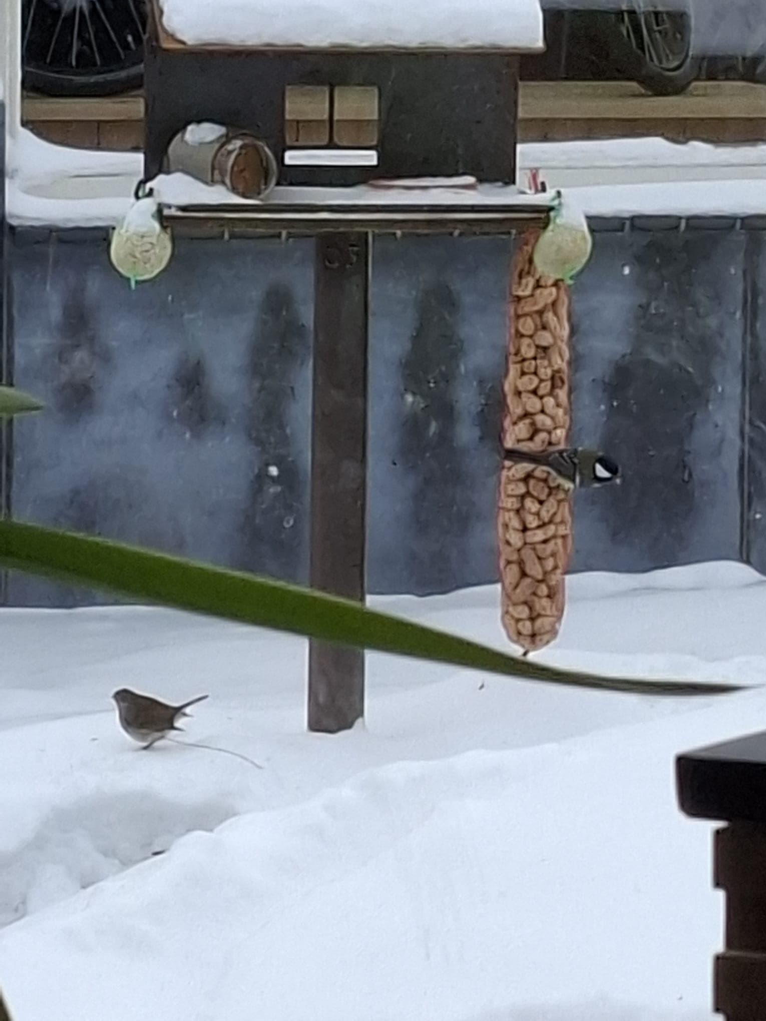 Vogelhuis van Cortenstaal 2